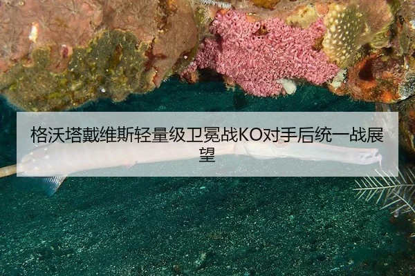 格沃塔戴维斯轻量级卫冕战KO对手后统一战展望